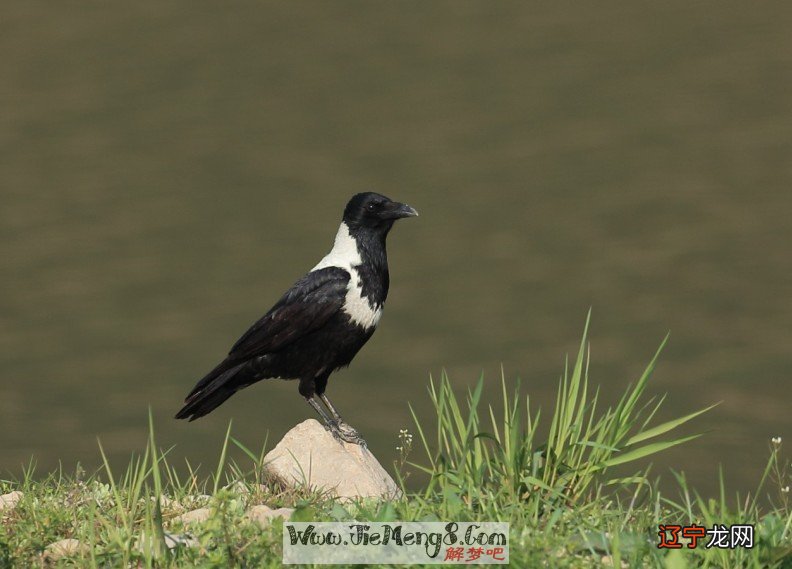 风水堂：做梦梦到乌鸦什么预兆？