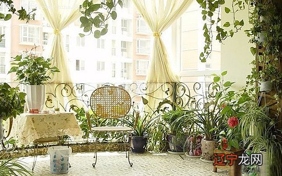 适合种在阳台的植物，还有利于兴旺我们的家居装修