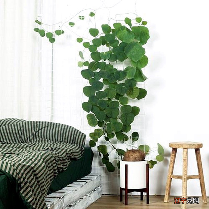 适合种在阳台的植物，还有利于兴旺我们的家居装修