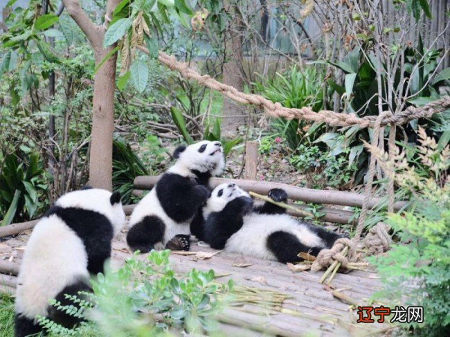 上周去四川玩了5天,当时玩的非常开心