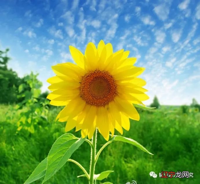 风水堂:八字五行水木两旺的人