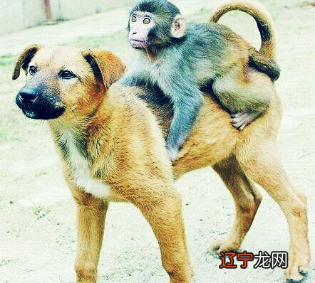 如果在十二生肖中与生肖猴人相配是怎样的呢的?