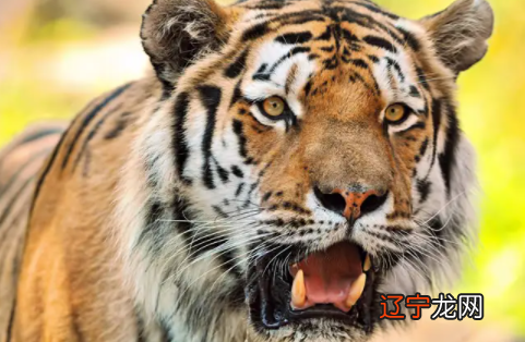 属虎的多大结婚好？属相婚配的说法