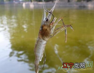 要是风水堂：要是做梦梦见虾甚至是呢