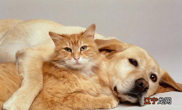 有什么梦见女人梦见猫和狗是好是坏呢？