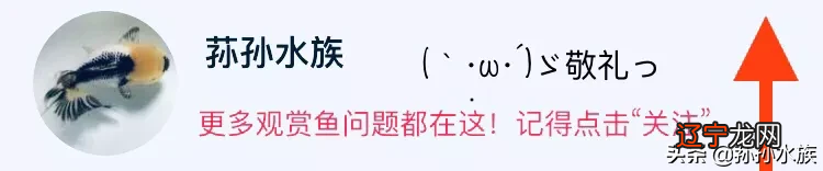 慈世堂:家庭养鱼不能随便,财运不来,还可能患上风湿
