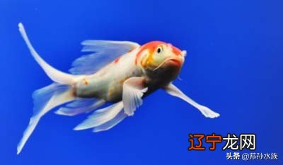 慈世堂:家庭养鱼不能随便,财运不来,还可能患上风湿