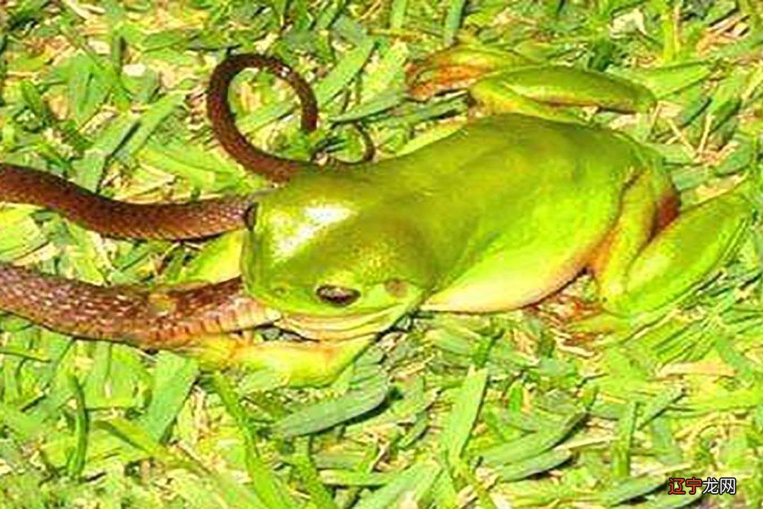 周公解梦:孕妇梦见蛇追青蛙,那则是什么意思?