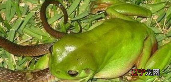 周公解梦:孕妇梦见蛇追青蛙,那则是什么意思?