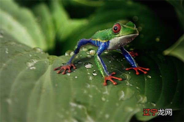 周公解梦:孕妇梦见蛇追青蛙,那则是什么意思?