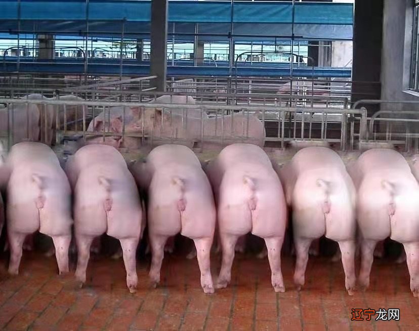 属龙和猪相配吗?在一起合不合适?看看