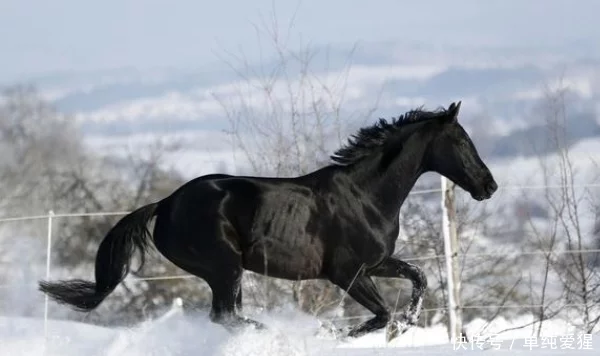 66年出生的生肖马，浑身就会散发出无限的光芒