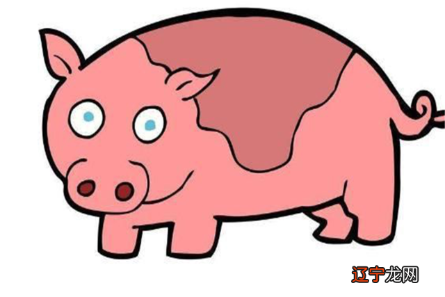 属猪女与属鸡男婚配合适吗?女猪的两人会适合吗