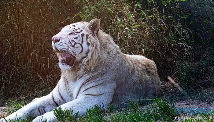 女86年肖虎最佳配对，今年三十五岁属于什么生肖的