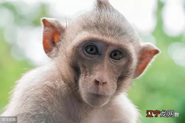 中年开始大富大贵后福无穷的生肖猴，鸿运当头，一路发财到底