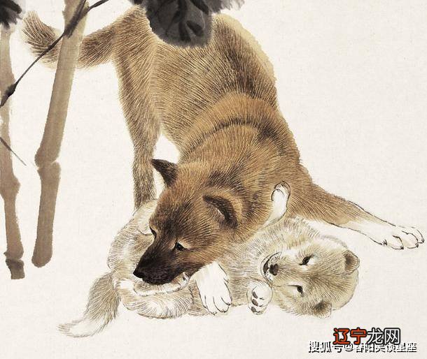 属虎之人的相配,有三合之迹象的生肖