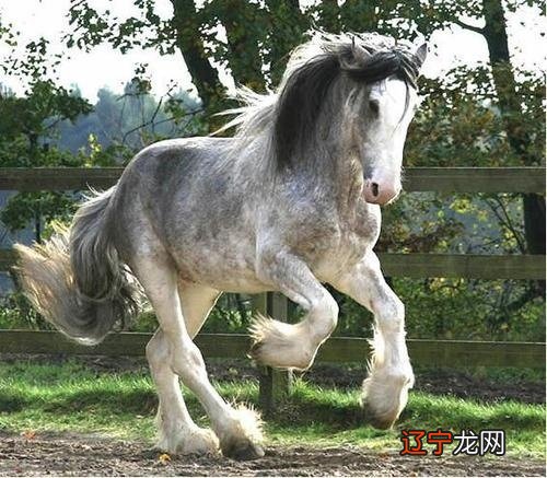 属羊养什么宠物旺财，属羊养是因为可以看家护院或者是抓老鼠