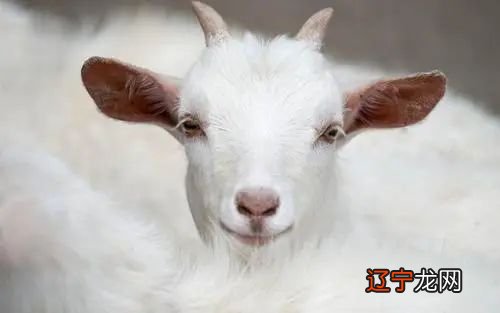 属羊养什么宠物旺财，属羊养是因为可以看家护院或者是抓老鼠