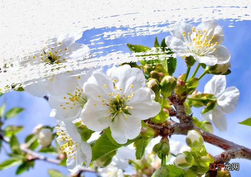 婚配风水堂:哪些生肖最不适合一起