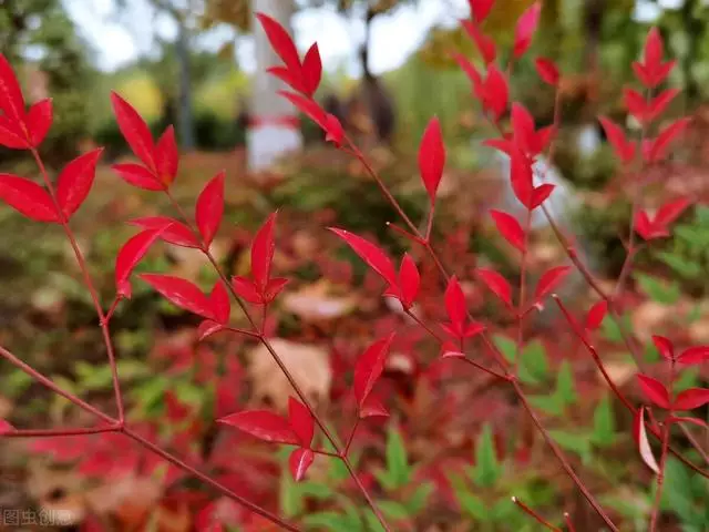 组图 十二星座更佳的配对对象,参考上升星座