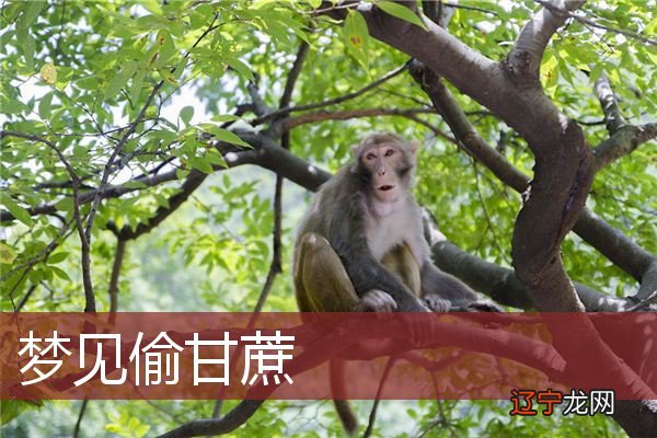 怀孕的人梦见偷甘蔗的心理学分析，你知道吗？