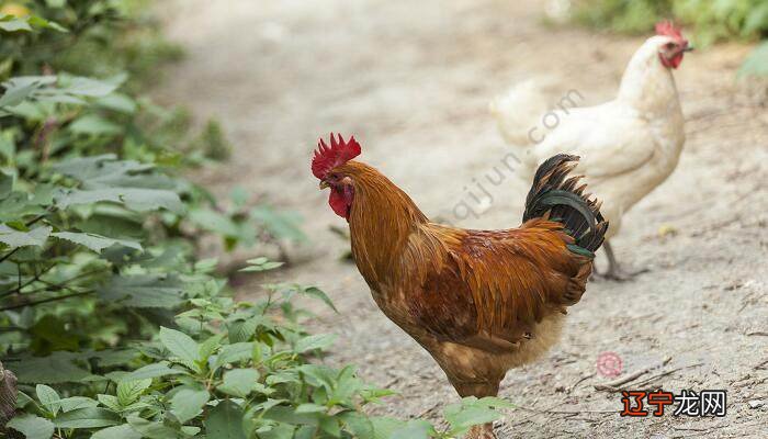 哆啦A夢:梦见公鸡打鸣,预示盈利,你会有横财