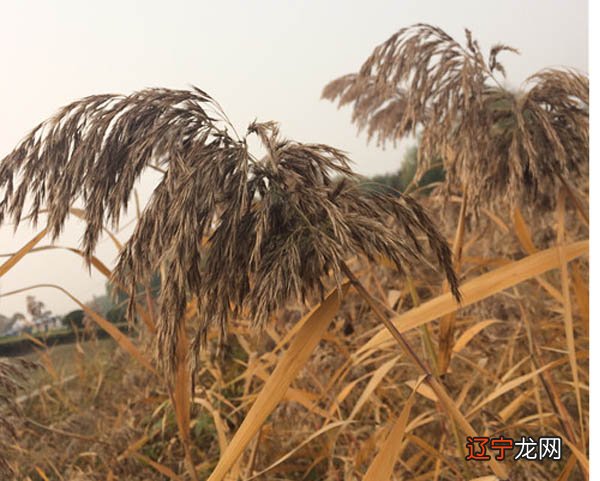 1981年10月11日命理_出生年月日命理分析_2014年7月31月出生