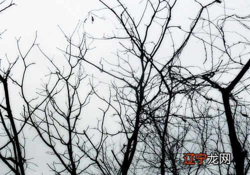 风水堂：梦见树叶在风中飘动的梦