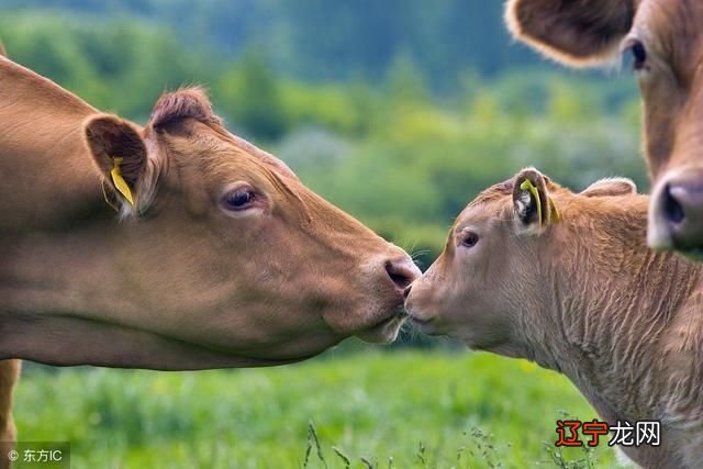 2020生肖牛1973出生女的婚姻状况咋样寿命到多少岁?