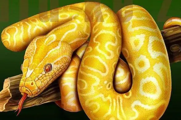 ,：梦见大蟒蛇梦见2条黄色大，要发财