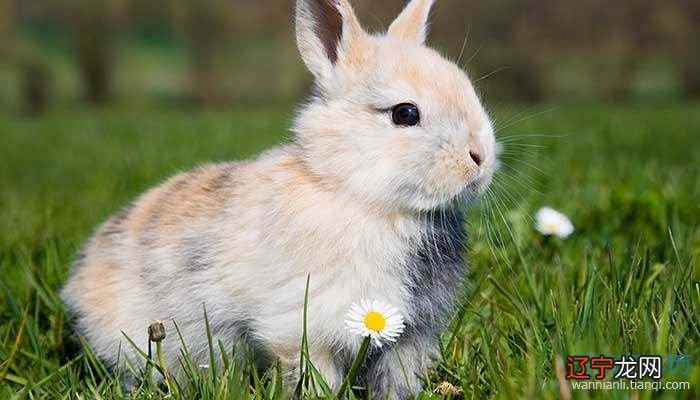 风水堂:属兔的男士异常、有礼