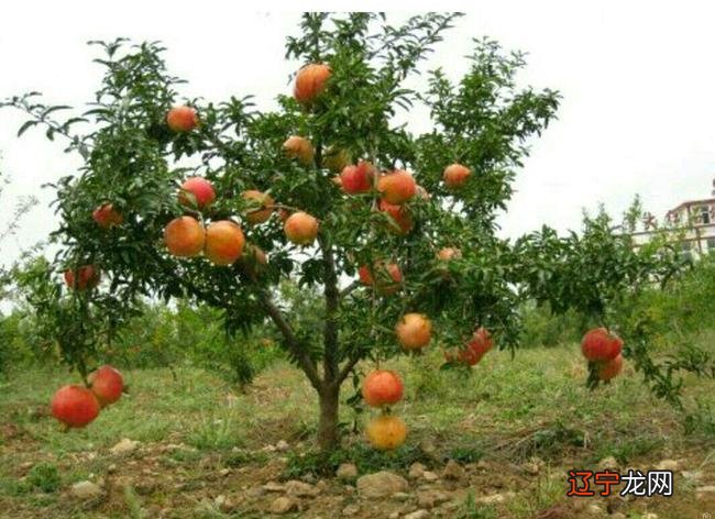 风水堂:梦见石榴树预示着什么?