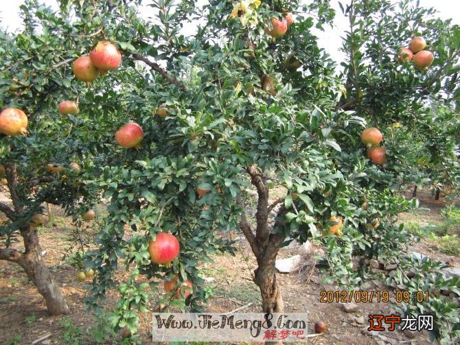 风水堂:梦见石榴树预示着什么?