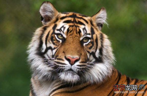 姜子牙的老婆是属什么生肖_1976年1月份是属什么生肖_属男人的生肖是什么