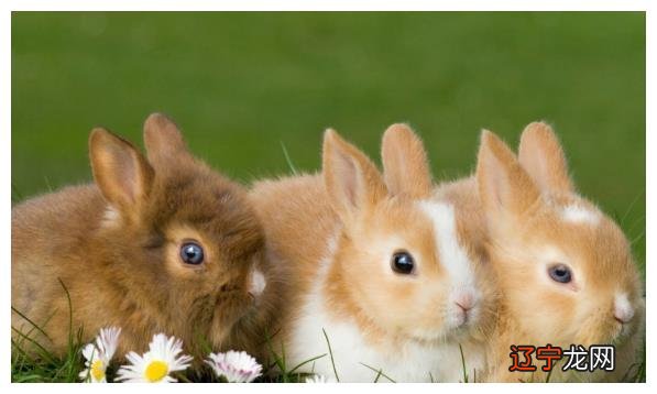 属兔人2021年全年运势详解，看看有你吗？