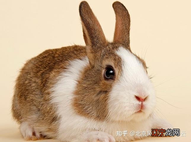 属兔人2021年全年运势详解，看看有你吗？