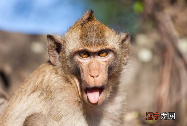 29岁的属相是什么生肖 今年29岁之人,出生于,年有轮换,那呢?