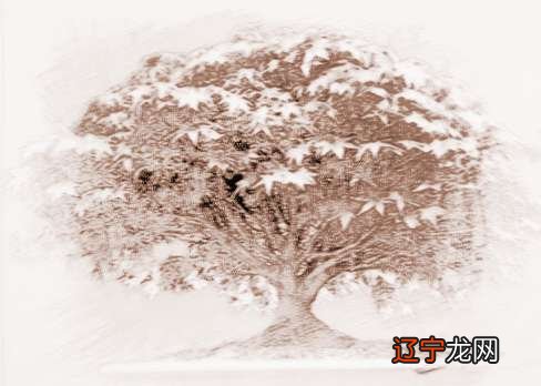 风水好的地方植物长的就好吗厕所里放什么风水