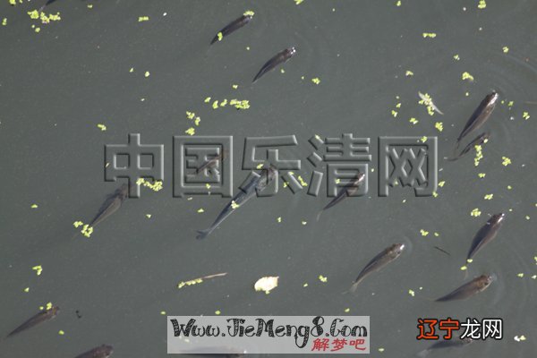 梦见别人抓鱼,预示你近期要可能有意想不到的财运