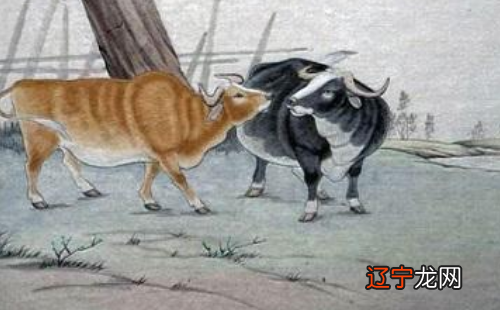 1997年属牛之人与哪些人结婚较为合适?