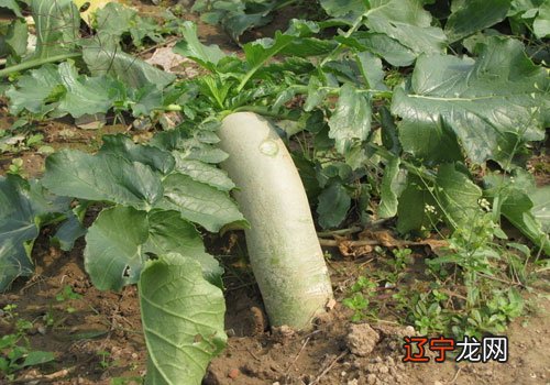 非常准 梦见胡萝卜，预示兴旺发达，健康快乐！