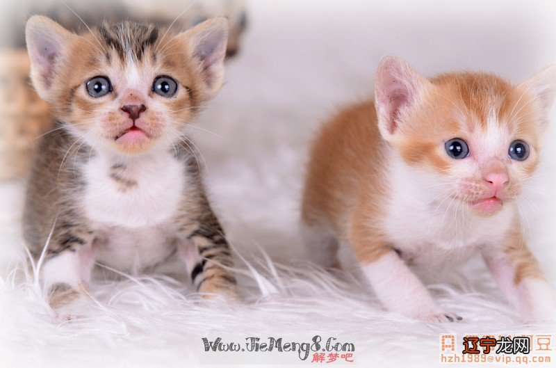 组图 女生做梦梦见家里来了好多猫的梦境解析