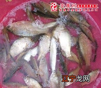 周公解梦：梦到抓草鱼的梦境预示什么？预示你会取得成功