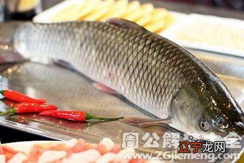 周公解梦：梦到抓草鱼的梦境预示什么？预示你会取得成功