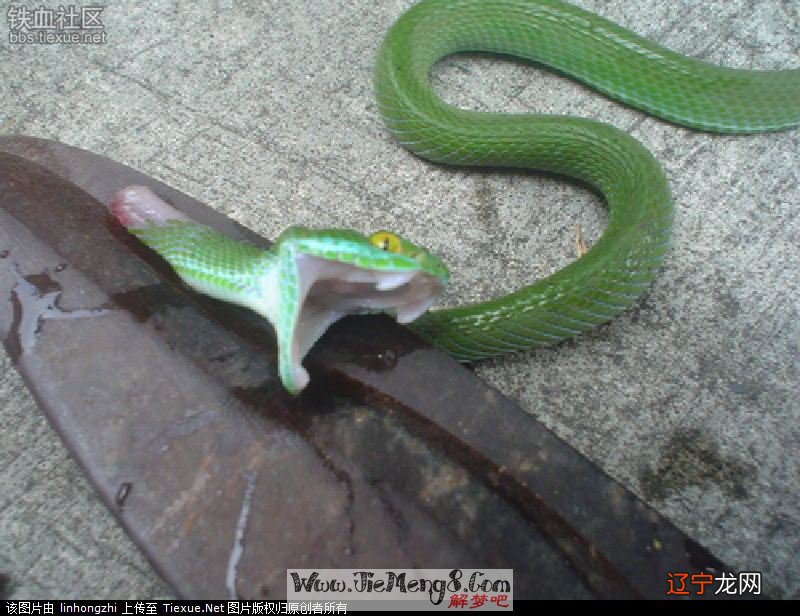 梦见很多蛇是什么意思 女人梦见很多蛇是什么意思