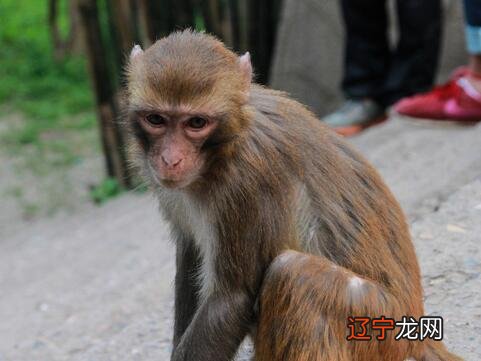 组图 公元前179年属什么生肖排序的周易解释