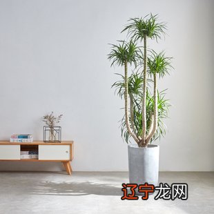 室内植物摆放风水讲究,让你的生活更美好!