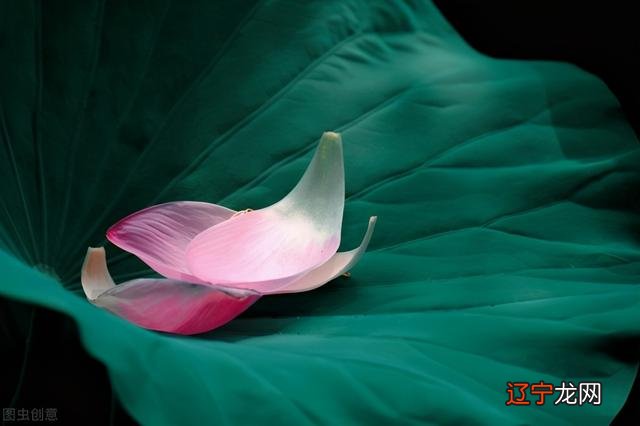 什么星座最喜欢天秤座没有哪个人能真正地去控制人