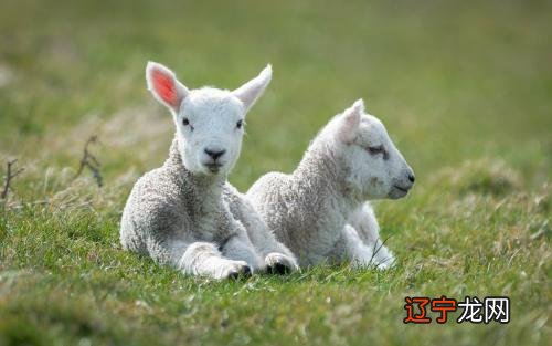 孕妇梦见绵羊 星期一风水堂:2016年10月21日