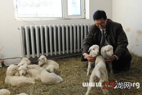 孕妇梦见绵羊 星期一风水堂:2016年10月21日